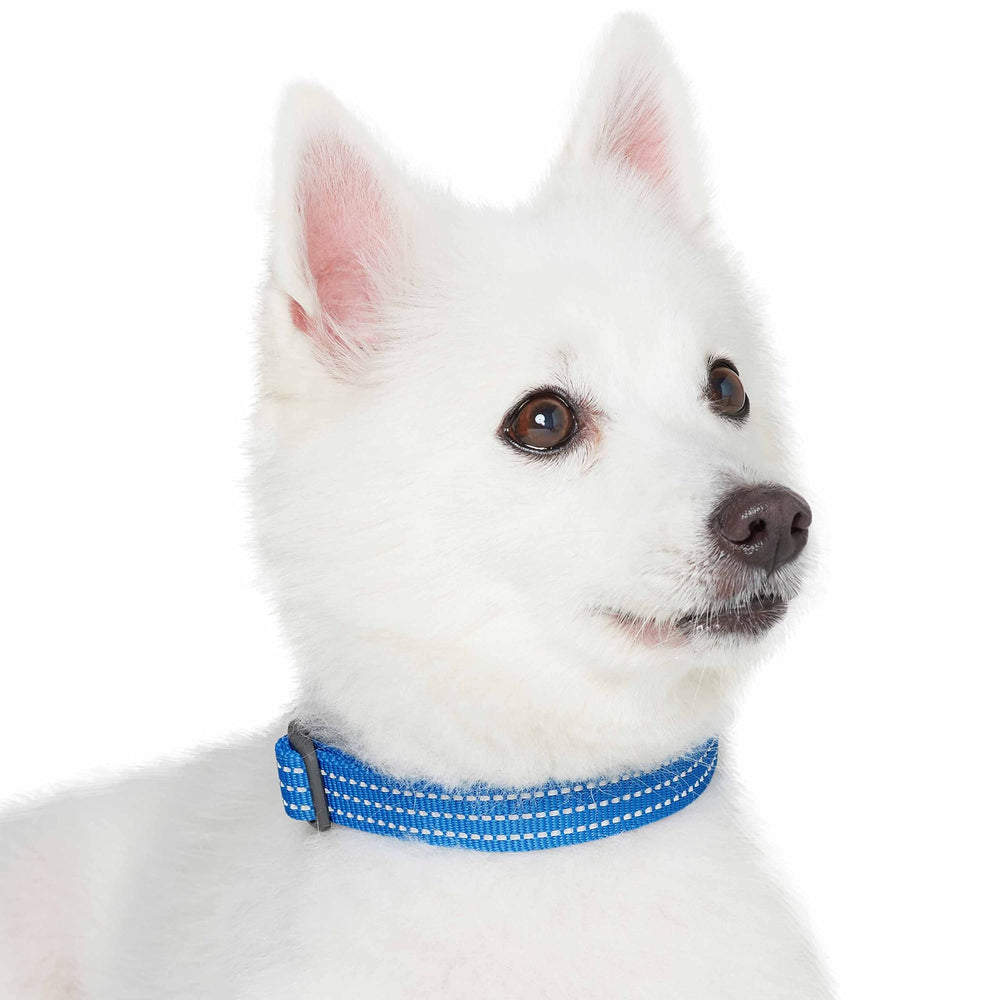 Blueberry Pet Essential Medium Safety Reflective Collar eco-friendly plastic buckle detail.