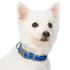 Blueberry Pet Essentials eco-friendly buckle closeup showing easy adjustment and responsible materials.