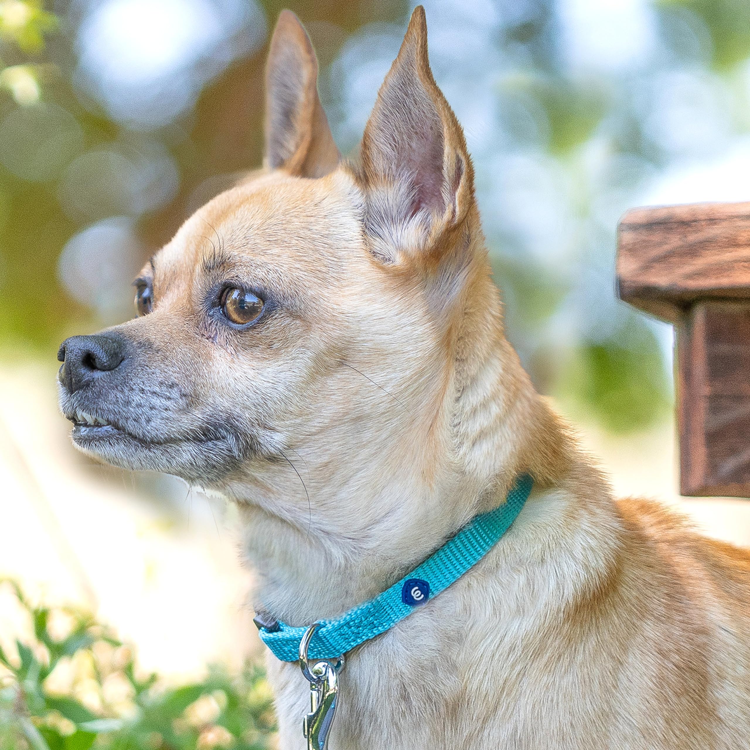 Blueberry Pet Essentials collar hecho en nylon premium para uso diario