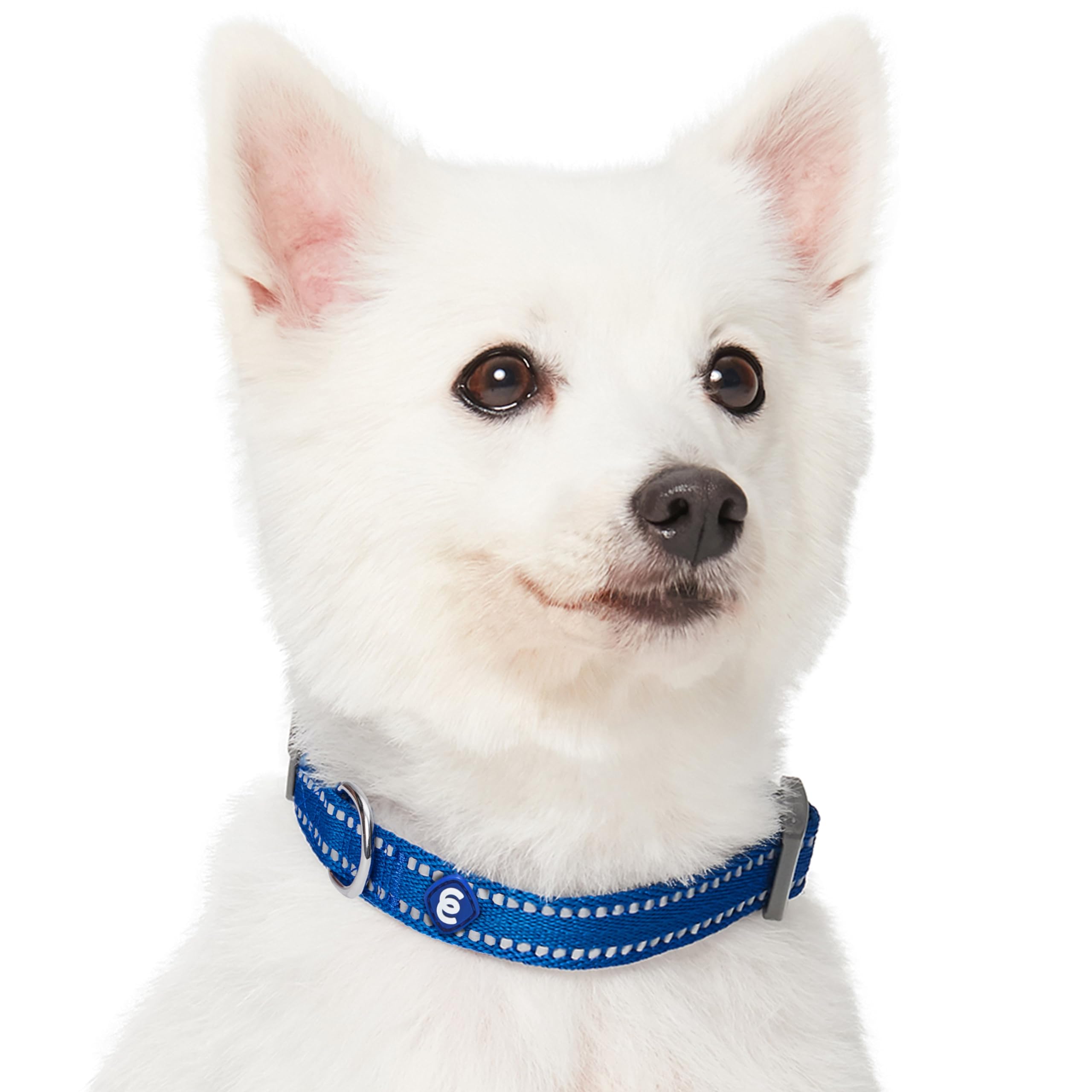 Blueberry Pet Essentials reflective stripes on collar closeup emphasizing nighttime visibility.