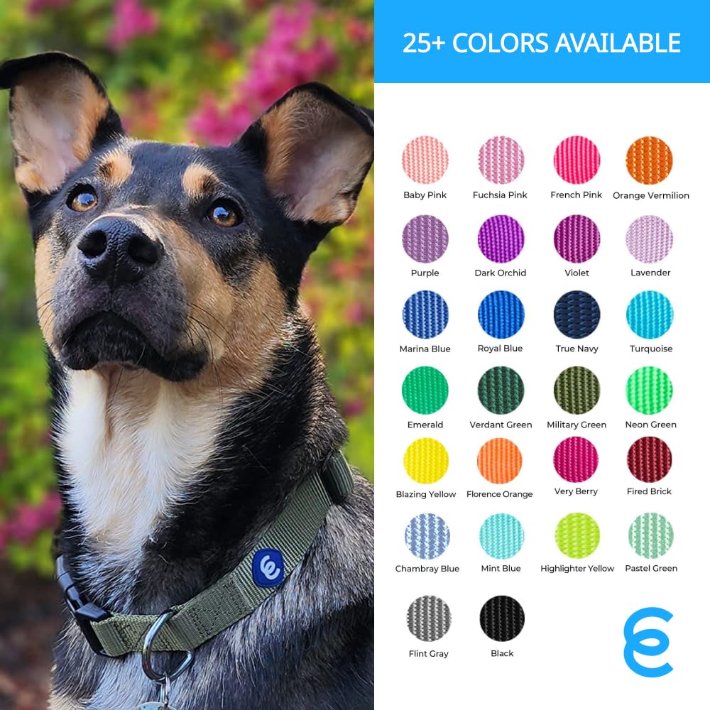 Blueberry Pet Essentials pastel green collar worn during daily outdoor walks.