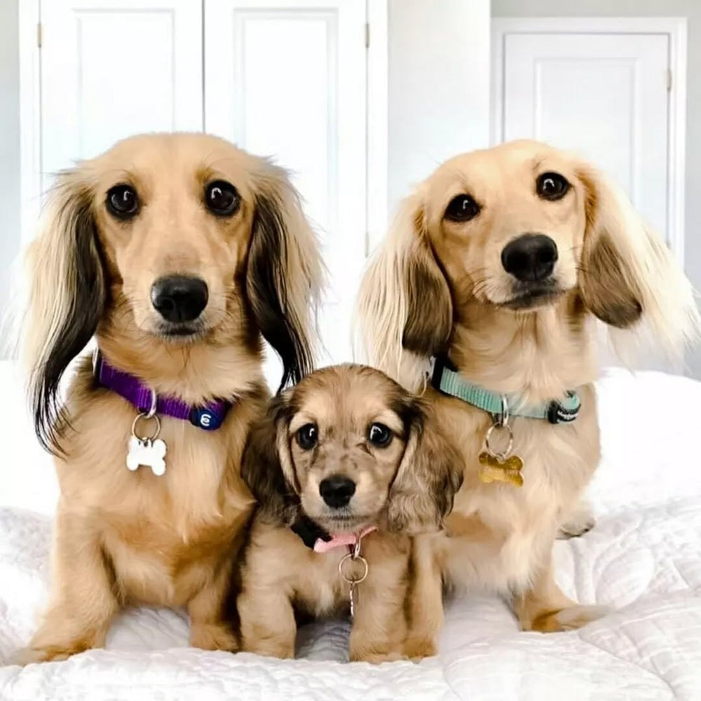 Blueberry Pet Essentials purple collar on large-dog, suitable for both genders.