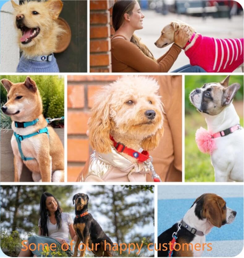 Blueberry Pet Essentials X-Small stitching detail highlights durable construction