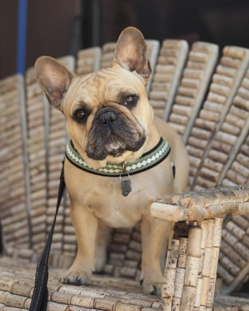 Blueberry Pet harness daily-walking setup ready for everyday use.