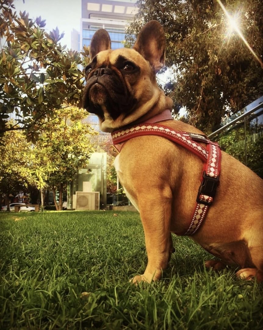 Blueberry Pet durable nylon webbing stands up to daily adventures