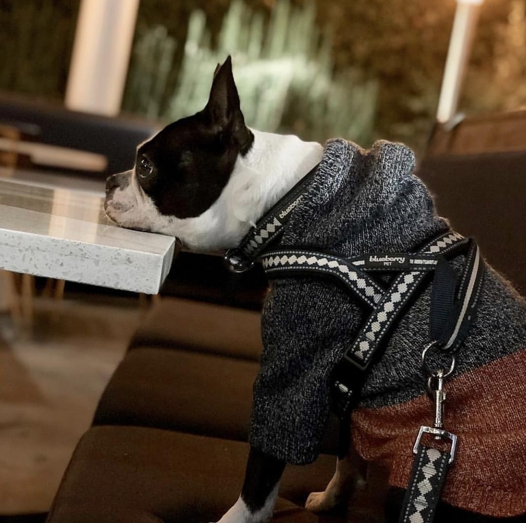 Blueberry Pet one-click buckle enables quick on-off for busy mornings