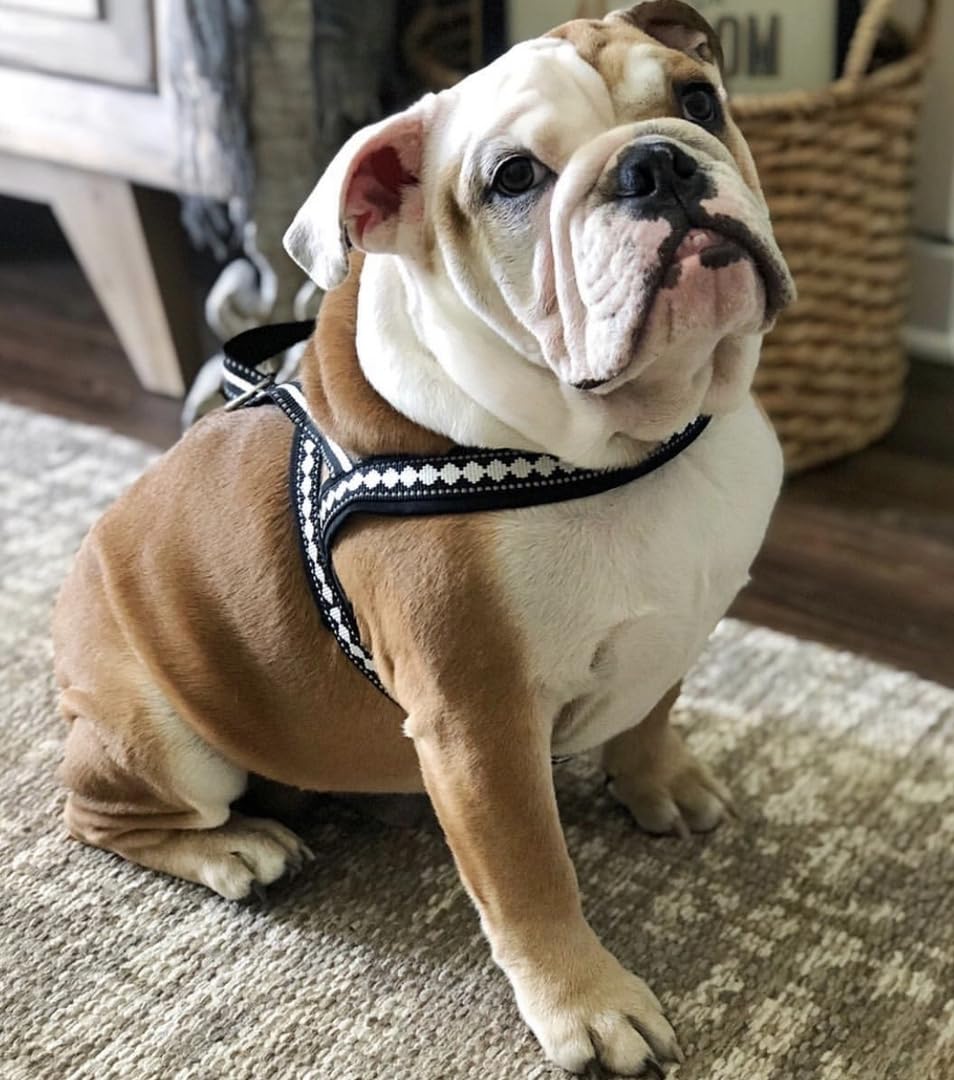 Blueberry Pet harness reflective 3M thread detail for better visibility.