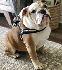 Blueberry Pet harness reflective 3M thread detail for better visibility.