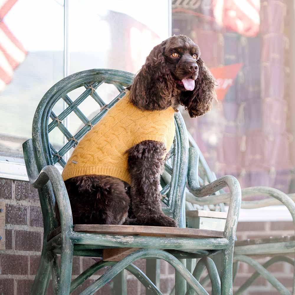 Blueberry Pet mustard knit sweater, snug look for day-to-day wear and easy layering.