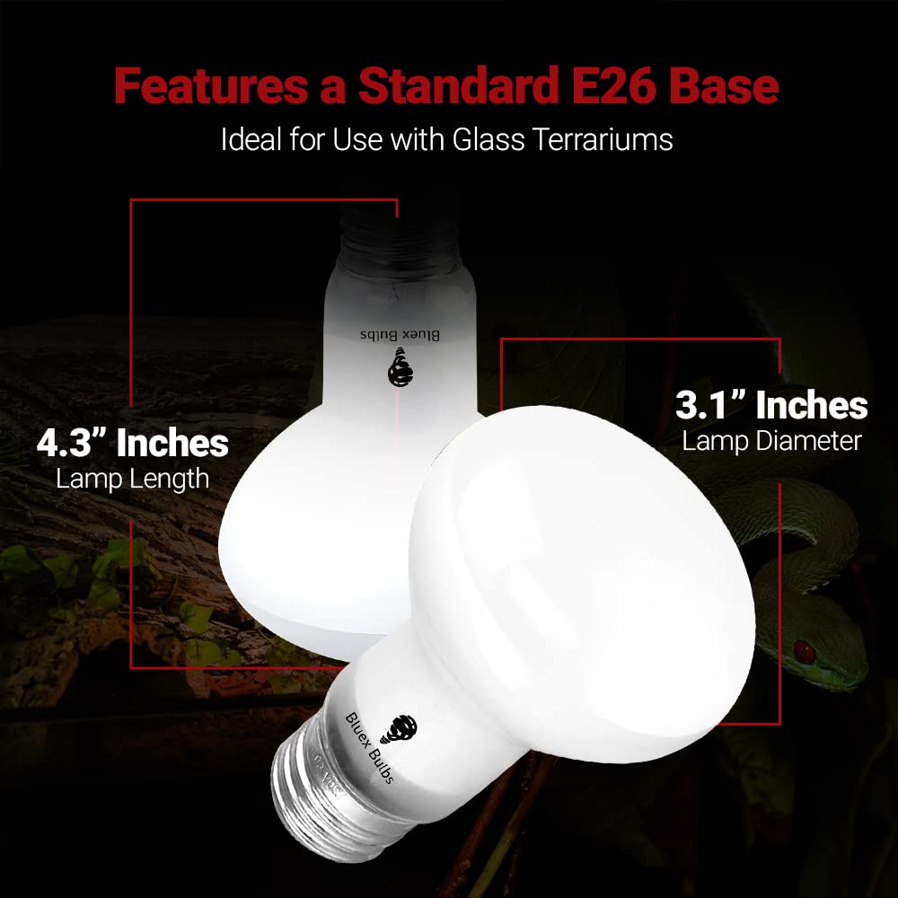 Bluex Bulbs 100W Basking Light in a glass terrarium provides sun-like warmth.