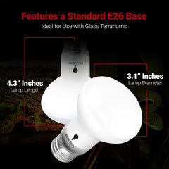 Bluex Bulbs 100W Basking Light in a glass terrarium provides sun-like warmth.