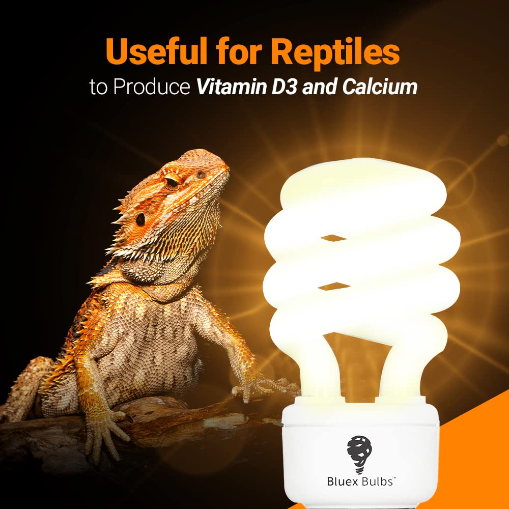 Bluex Bulbs desert-dweller terrarium setup highlighting UVA and UVB lighting