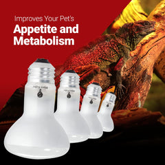 Bluex Bulbs glass-terrarium-setup enables efficient heat distribution.
