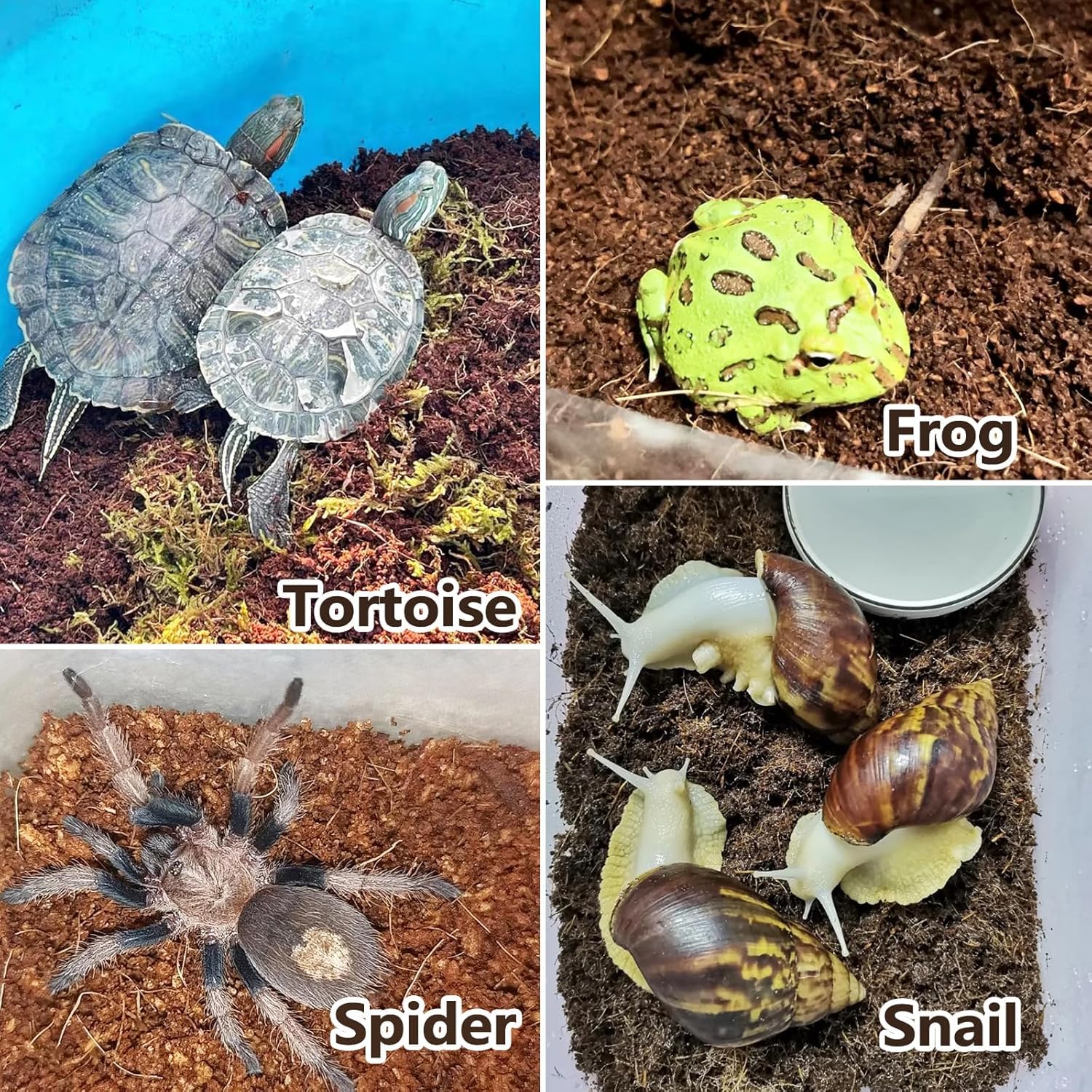 BNOSDM digging-enrichment scene showing natural burrowing potential.