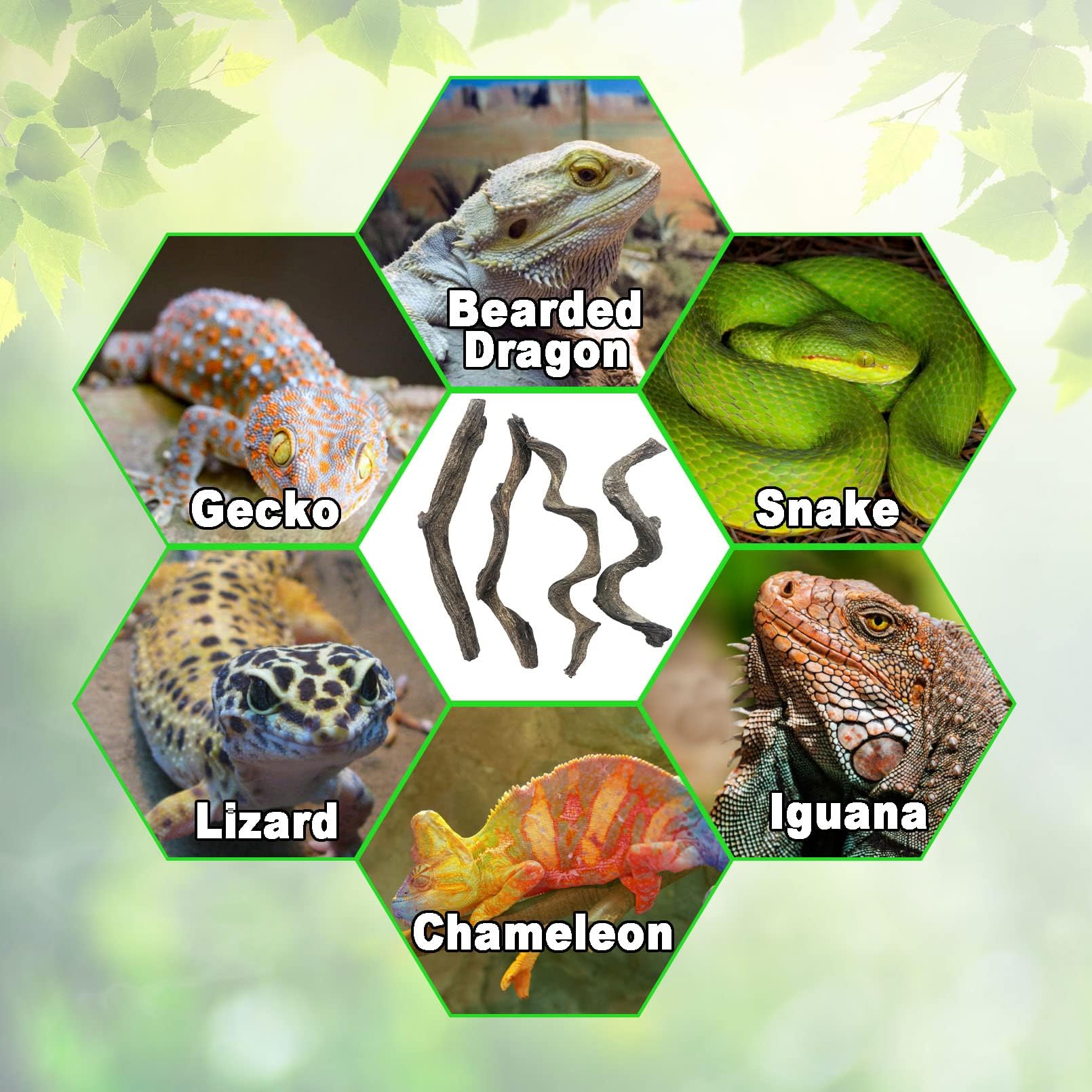 BNOSDM branch setup enhances terrarium enrichment and habitat aesthetics