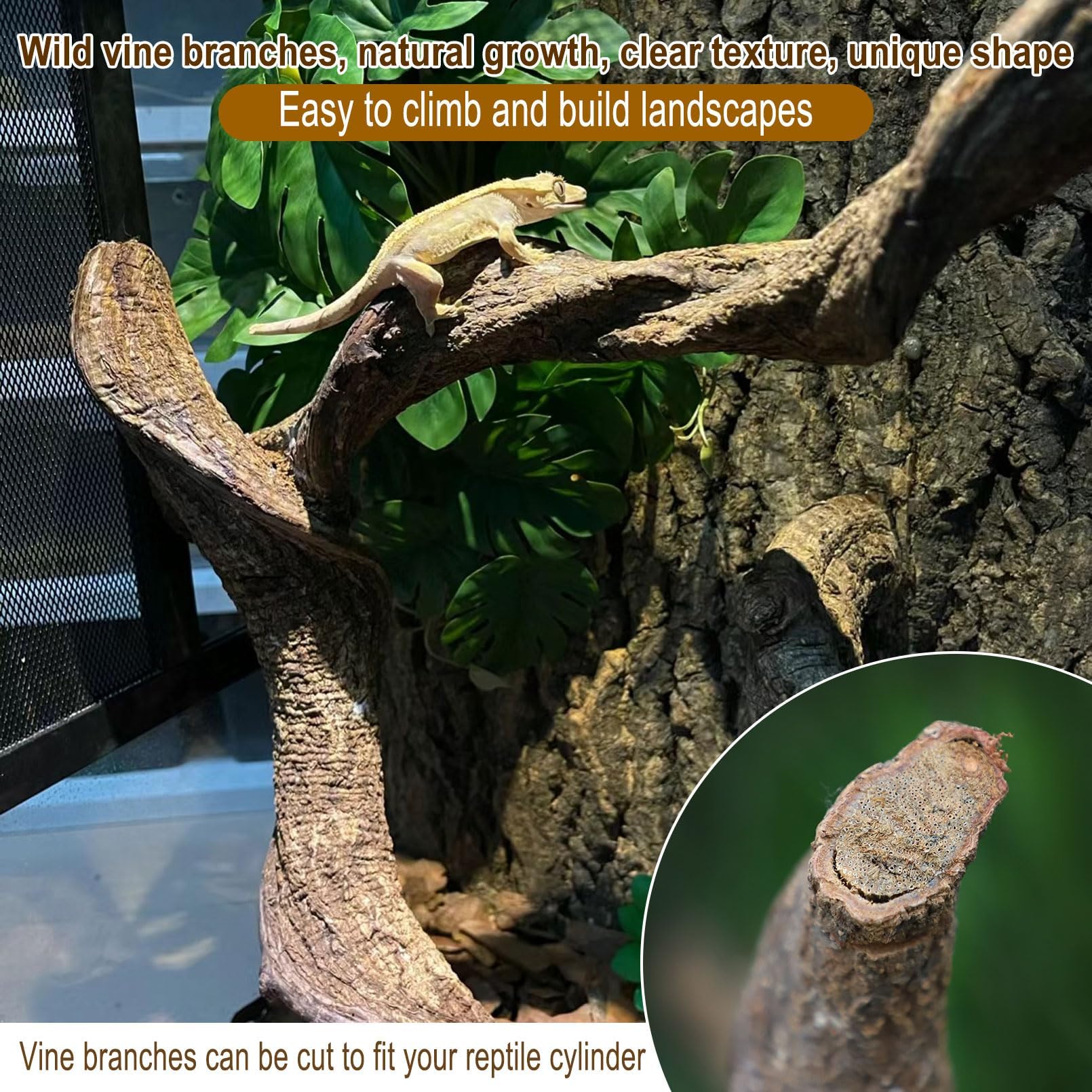 BNOSDM reptile branch in action encouraging bearded dragon climbing