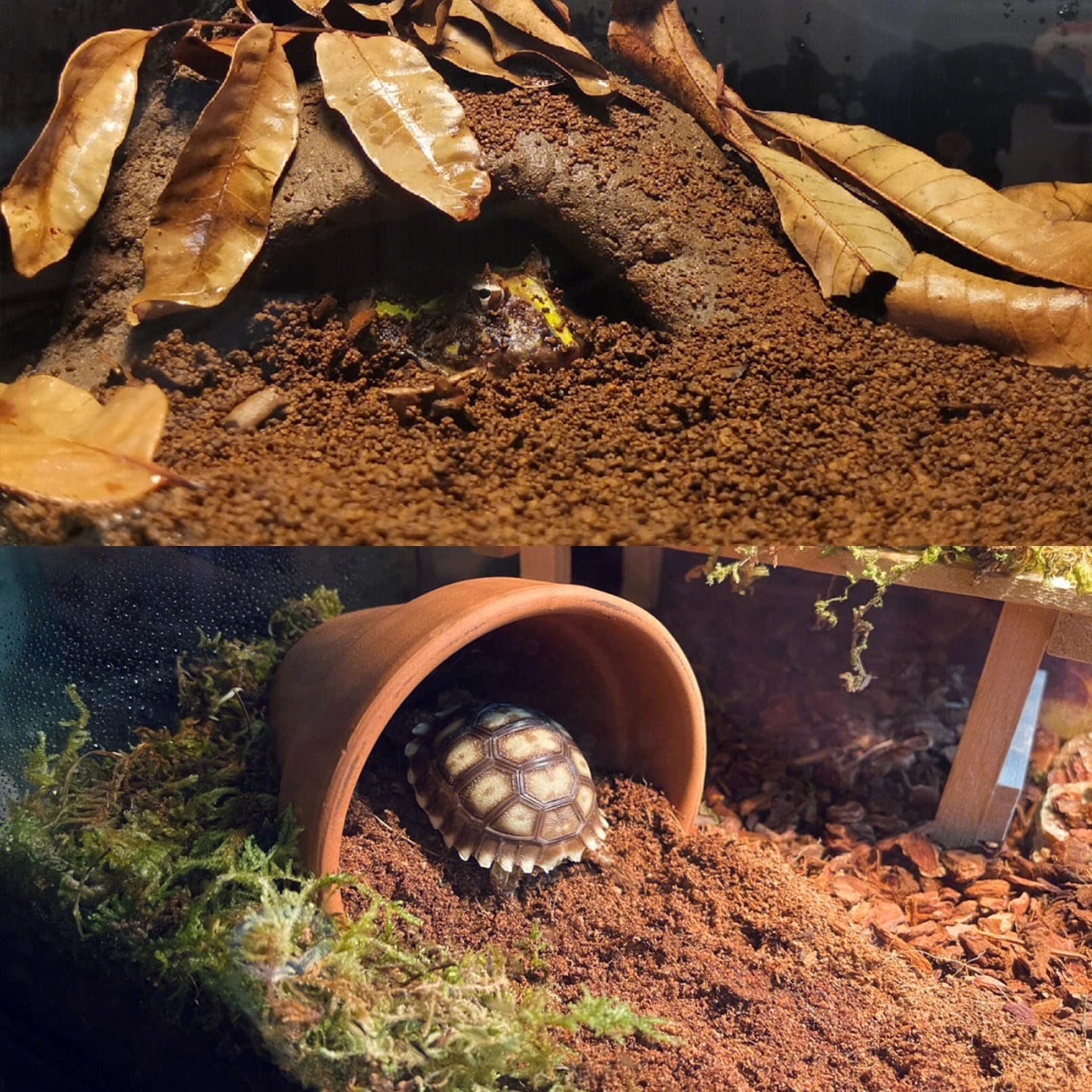 BNOSDM reptile soil substrate humidity-scene moisture-friendly habitat for reptiles.