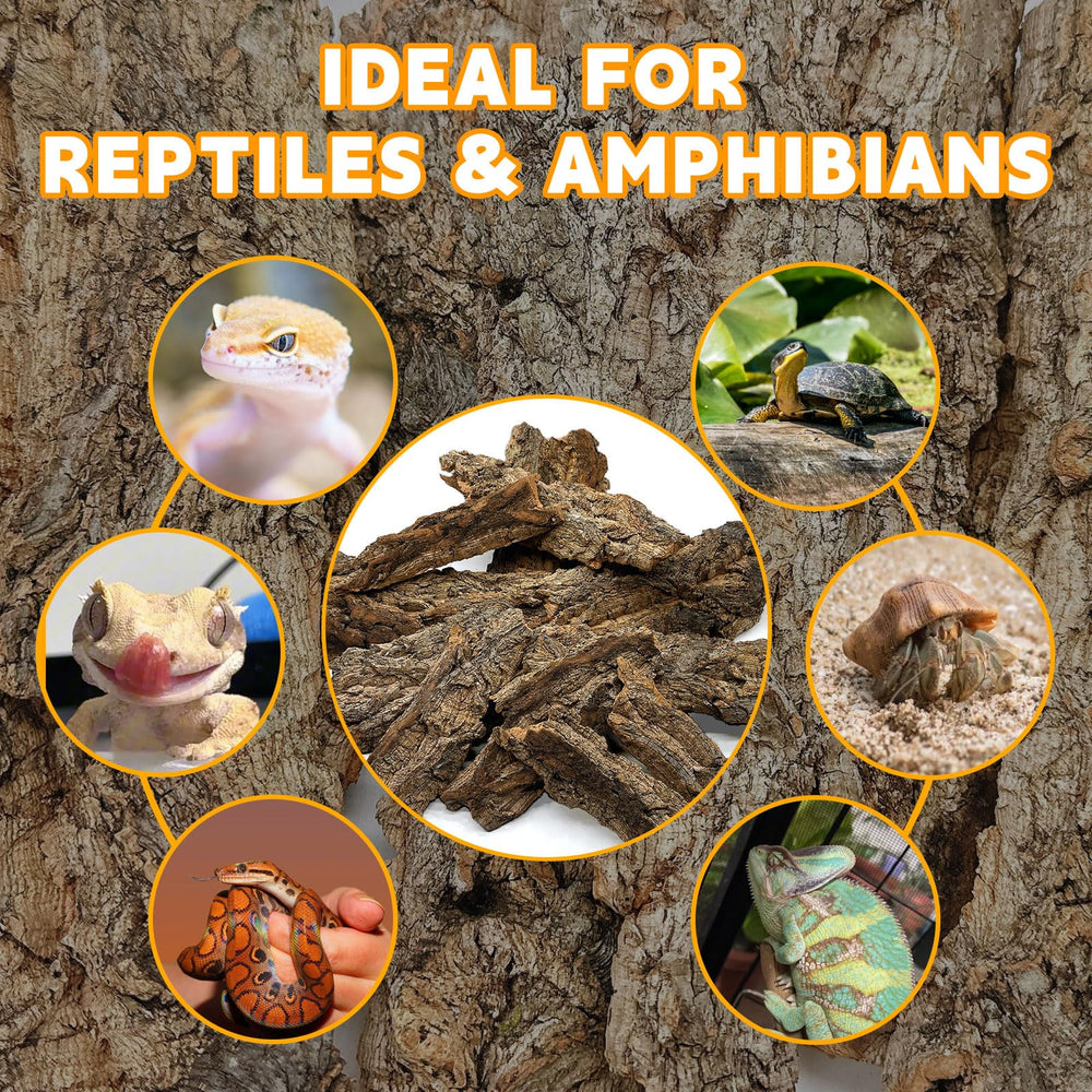 BNOSDM wide-applicability scene features geckos and turtles thriving on natural cork.