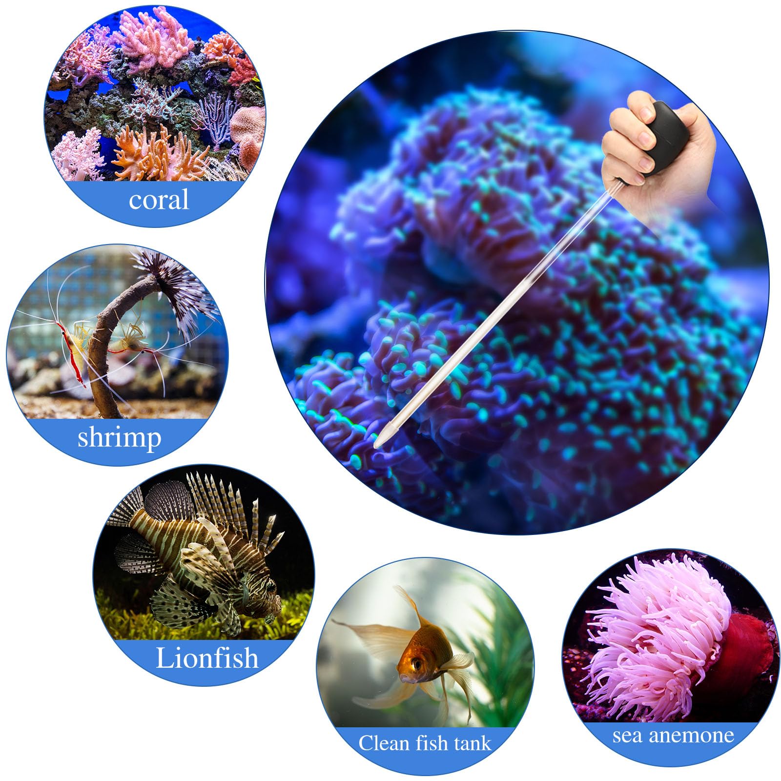 Boao feeding tool doubles as a gentle cleaning aid for anemones in tanks.