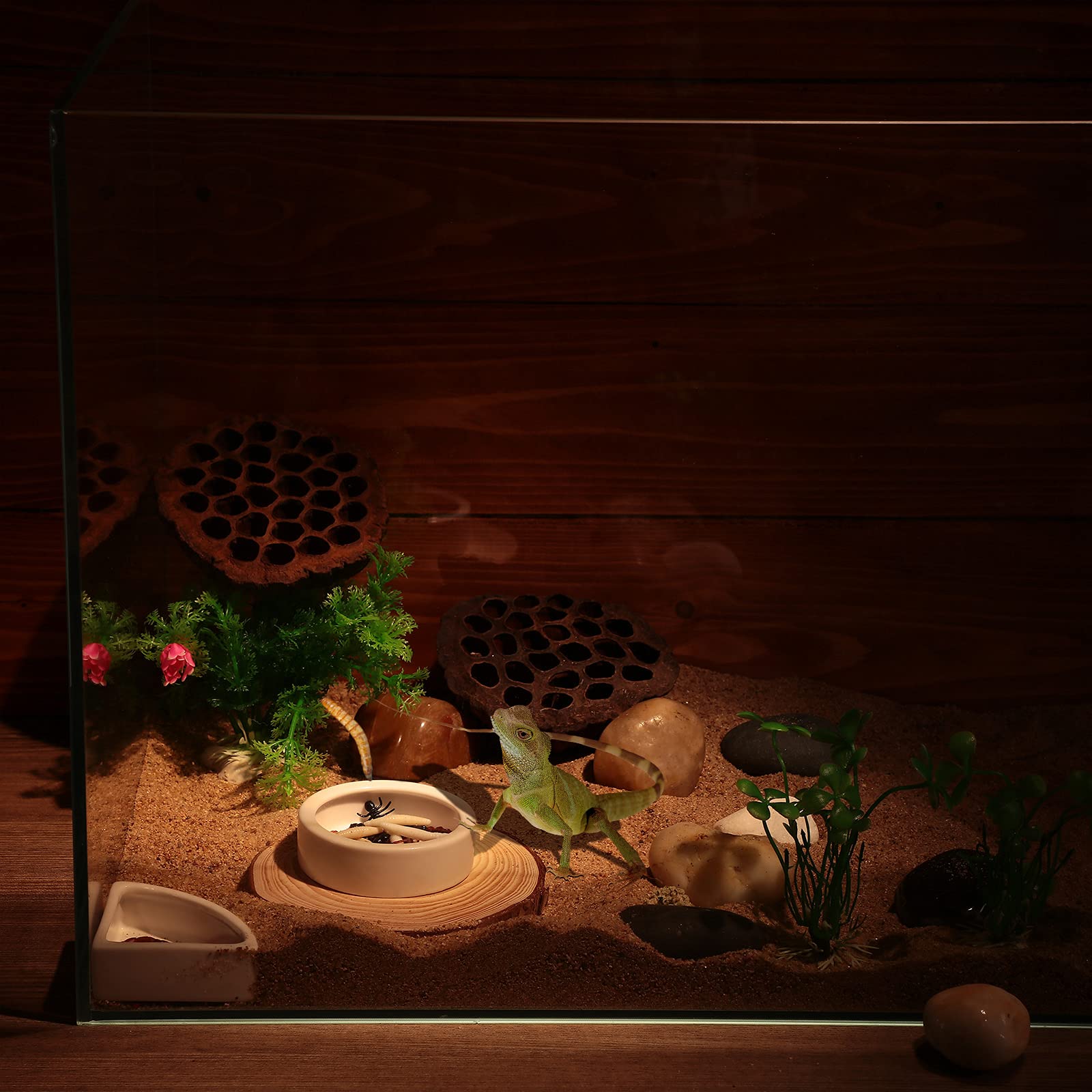 Boao gecko feeding scenario using bowls for worms and water.