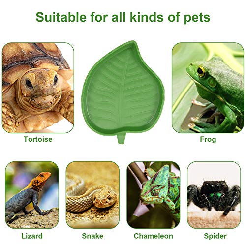 Boao leaf reptile bowl corner placement—stable feeding area reduces turnover