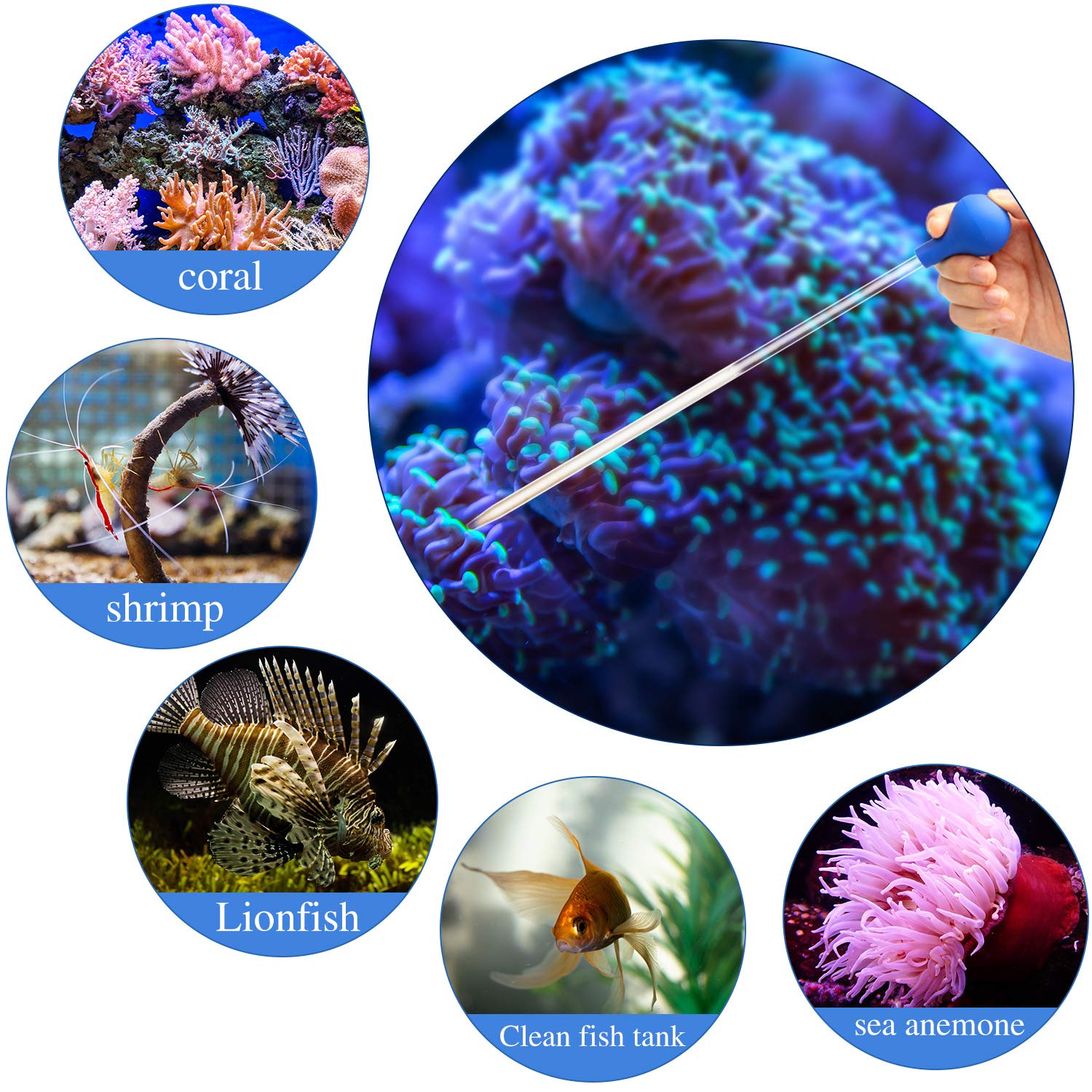 Boao long pipette aiding reef tank maintenance by removing debris and algae