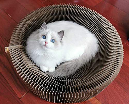 BobbyPet cat scratcher lounge round ideal for cozy naps.
