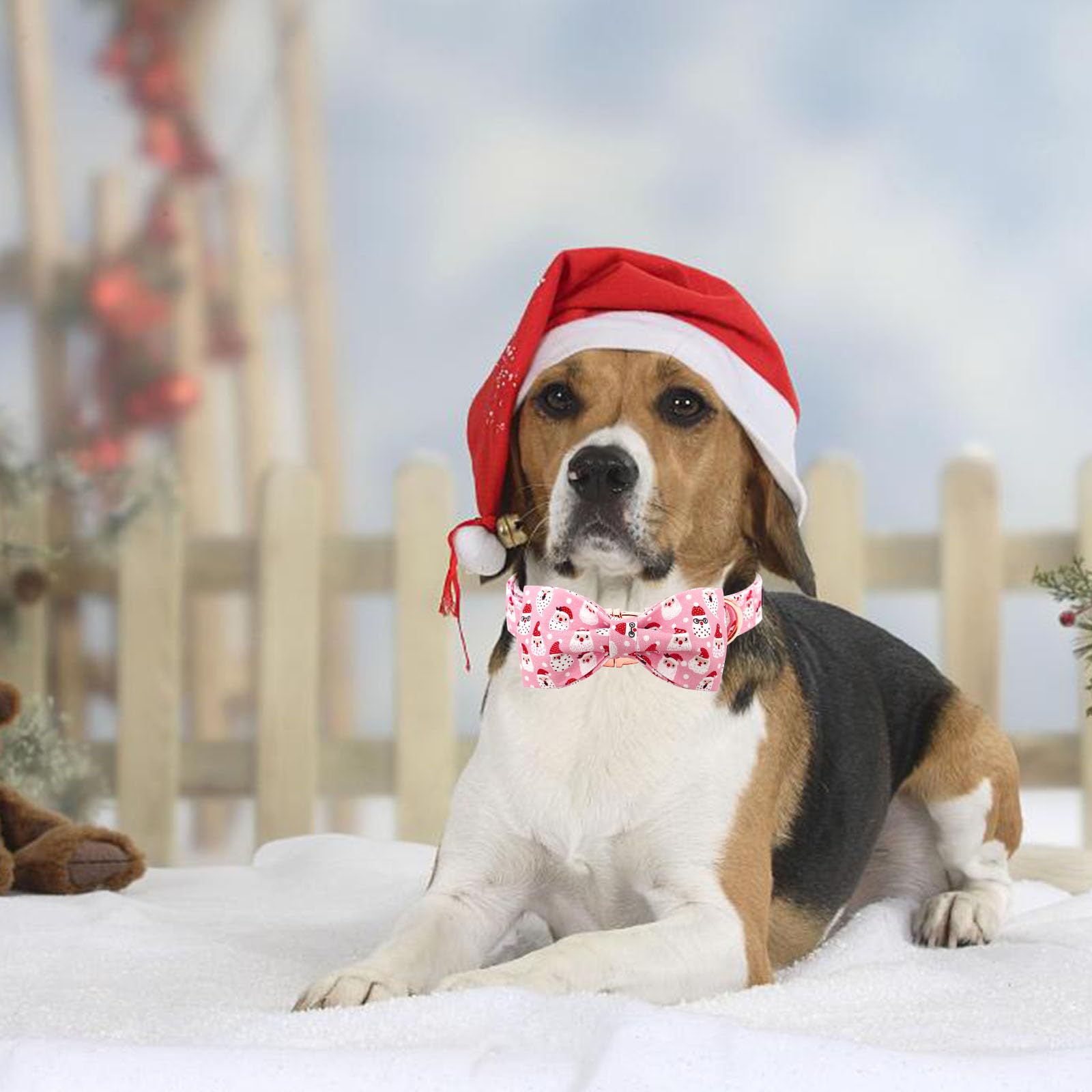 Bobo Rainbow dog wears collar ready for Christmas photos and events.