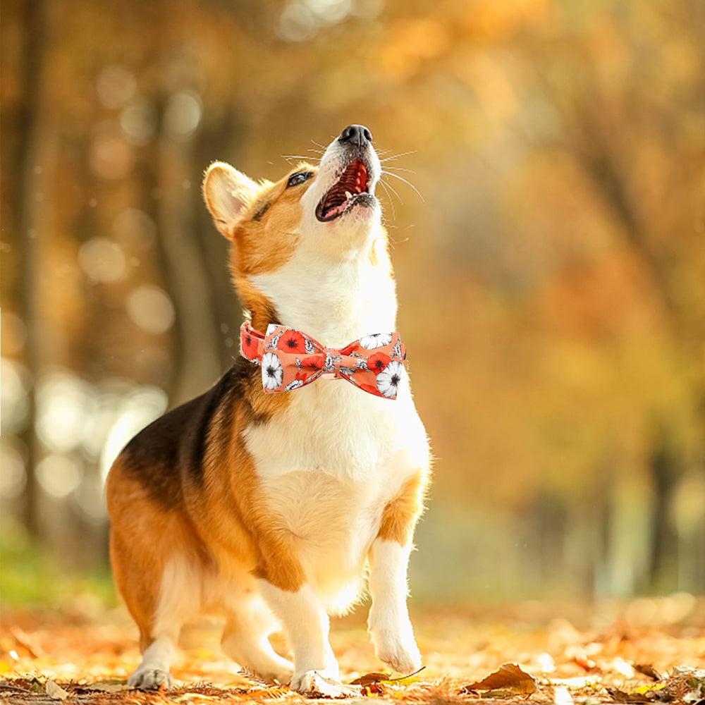 Bobo Rainbow Fall Dog Collar adjustable sizes ensure a comfortable fit.