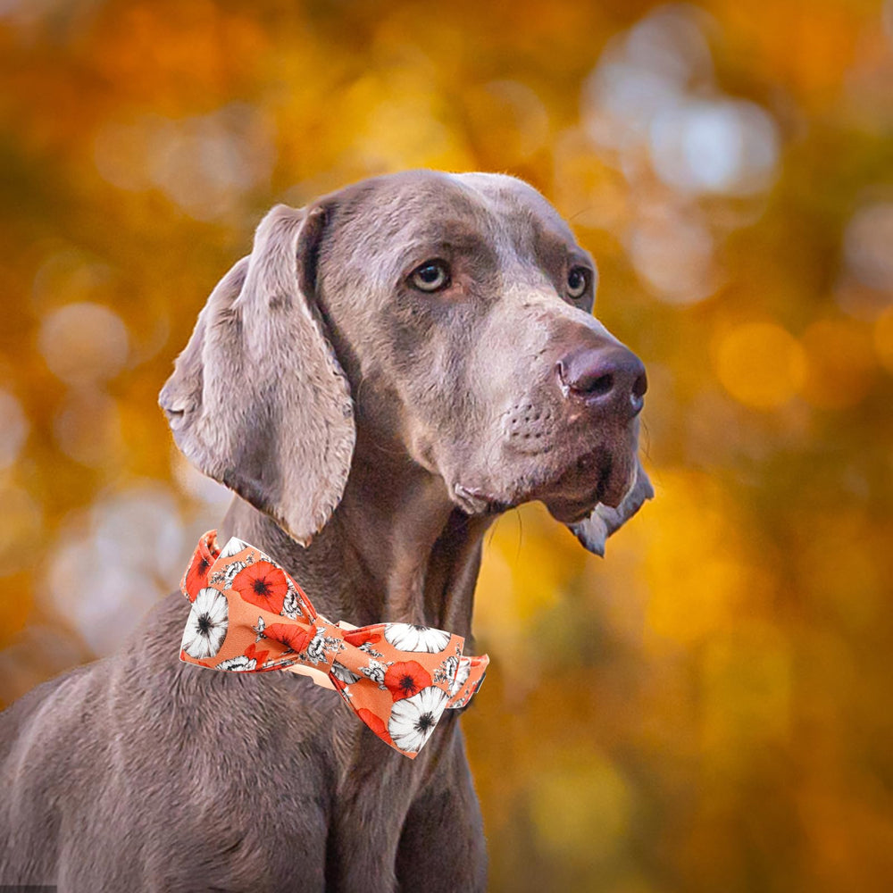 Bobo Rainbow Fall Dog Collar removable bowtie for versatile looks.