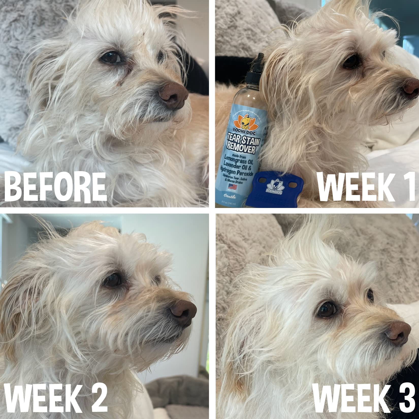 Bodhi Dog family-owned brand ethos highlighting care for pets and grooming.