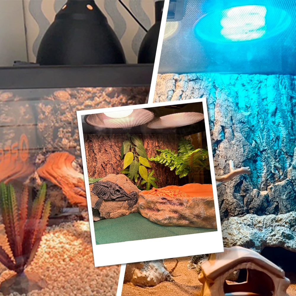 BOEESPAT E26 UVB basking bulbs compatibility enables flexible setups.