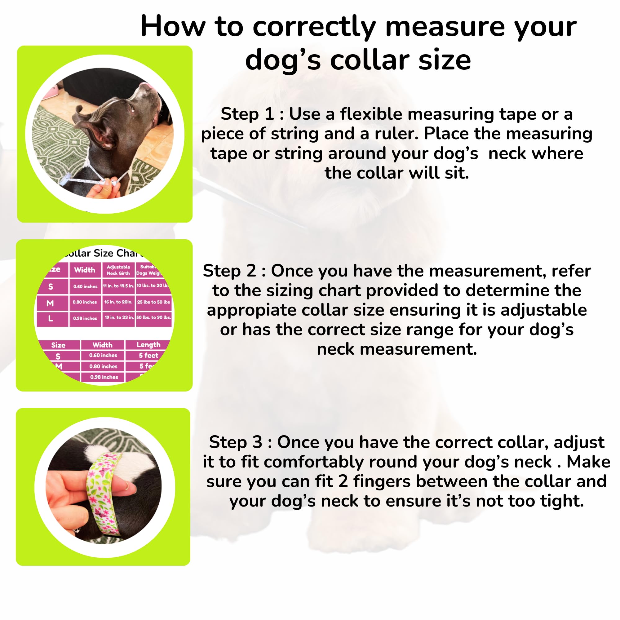 BoldPet stylish collar-leash combo ready for everyday walks and adventures.