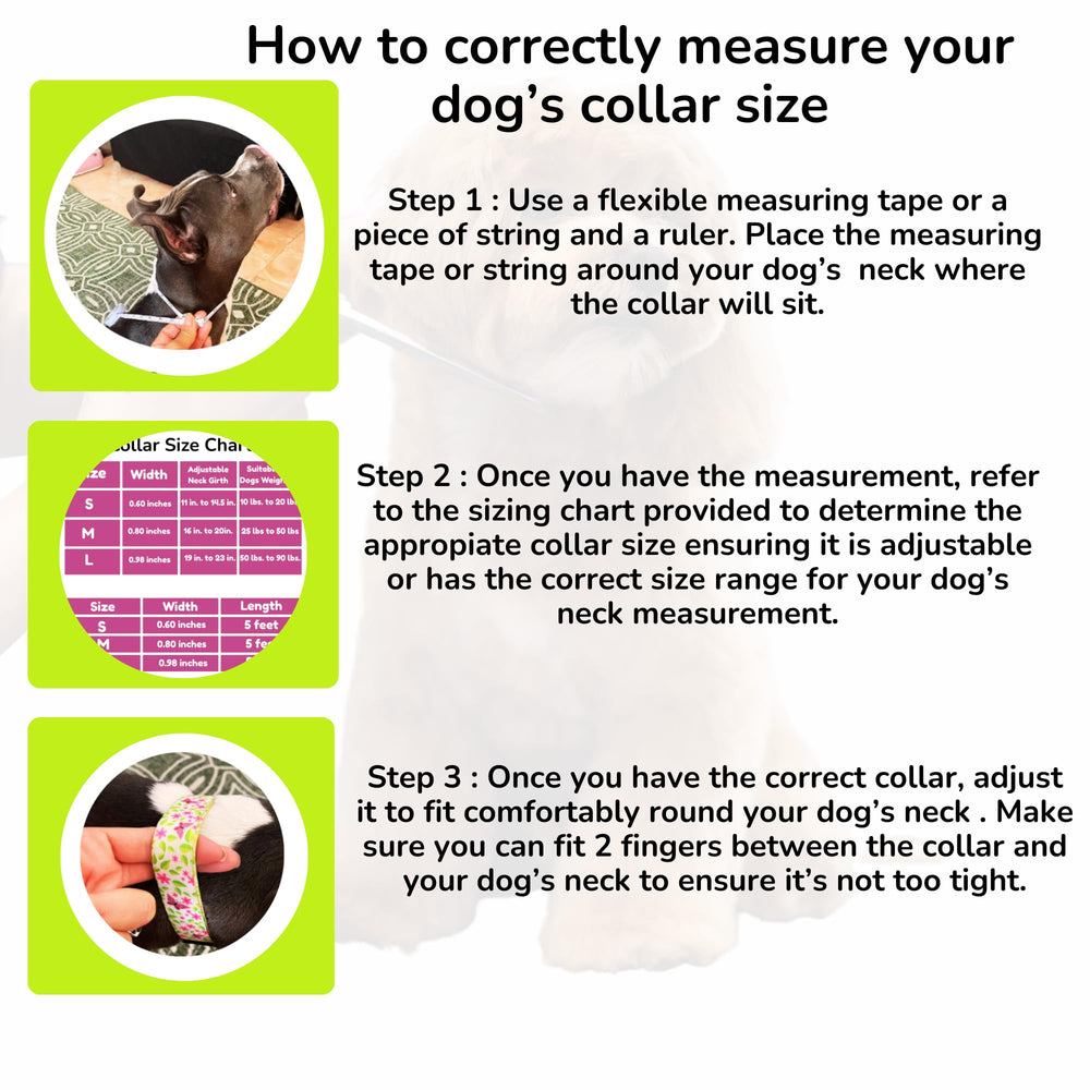 BoldPet stylish collar-leash combo ready for everyday walks and adventures.