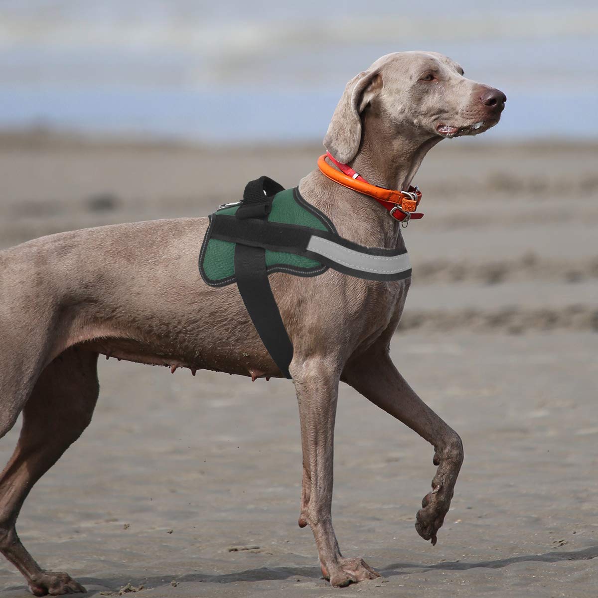 Bolux D-ring leash attachment supports secure connection on daily hikes.