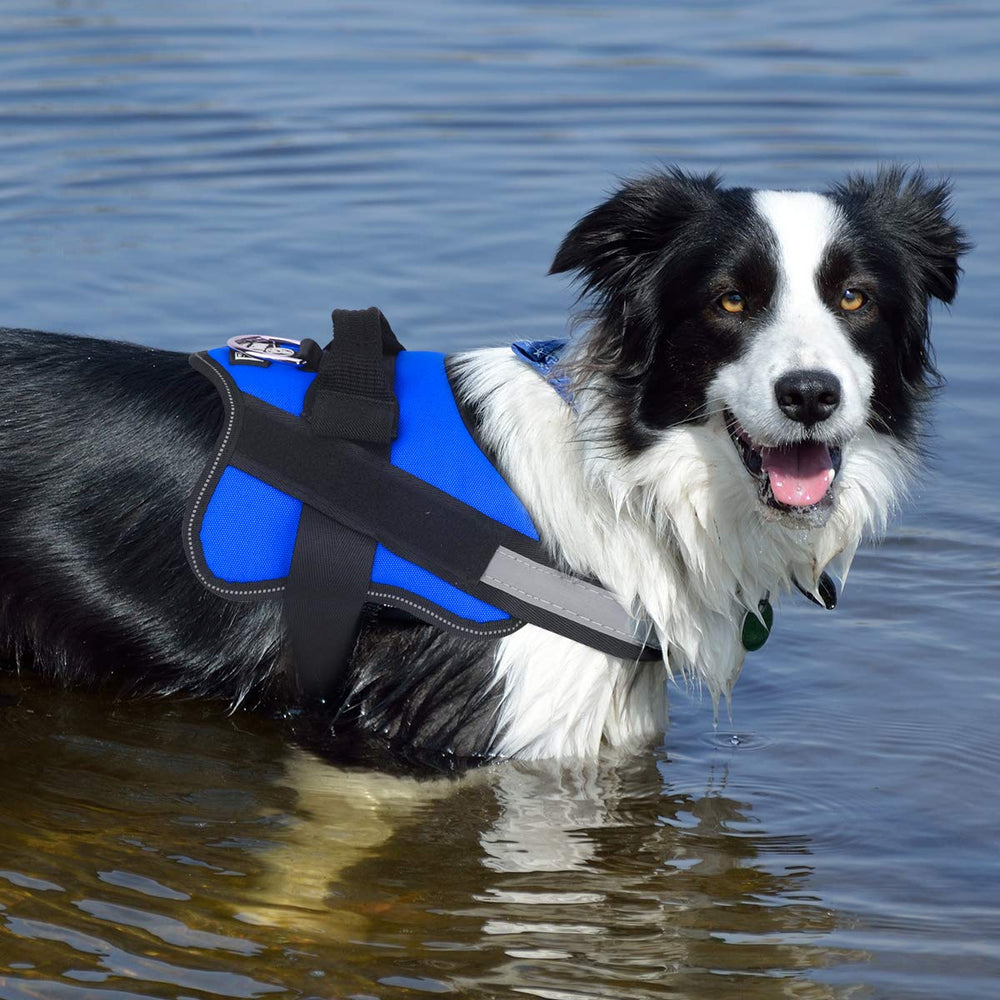 Bolux outdoor-walking harness in action during hiking and strolls.