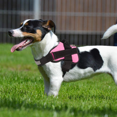 Bolux reflective-straps-night-visibility demonstrates bright straps for safer evening walks.