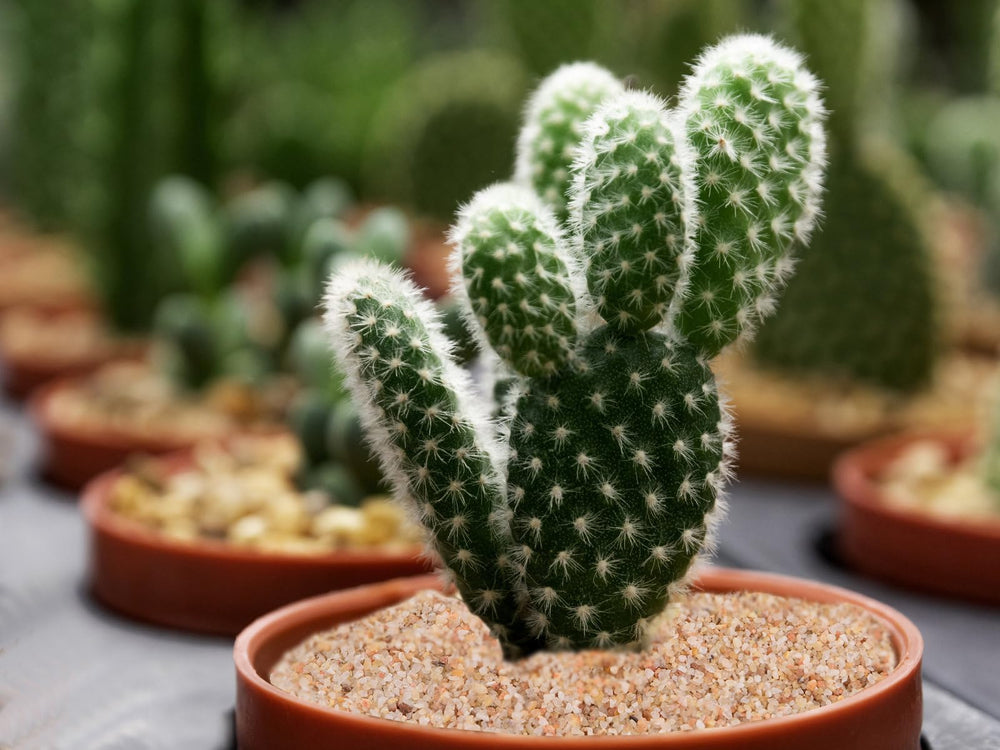 Boniosz succulent care sand supporting root health and watering