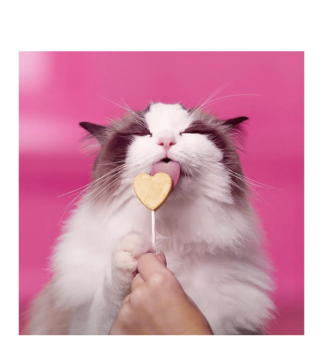 Bonkers Purr Pops lickable cat treat—individually wrapped for freshness and easy serving.