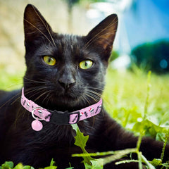 BoomBone Halloween cat collar with silver bell for festive pet styling