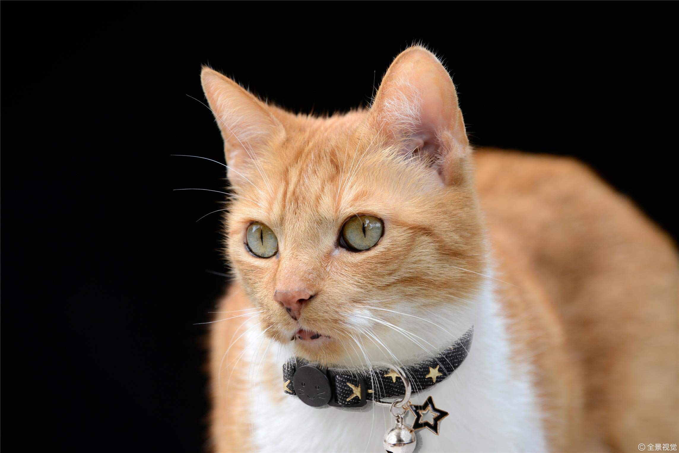 BoomBone black collar worn by cat, classic star design, daily wear.