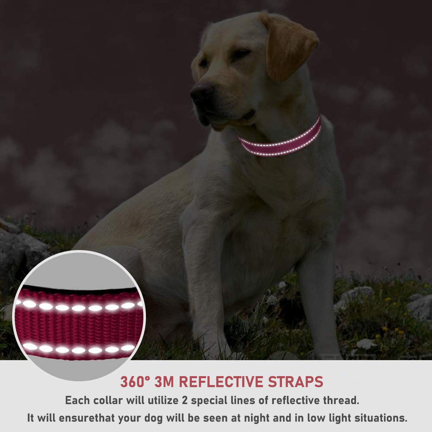 BOOMIBOO chrome-coated D-ring collar provides durable leash attachment.