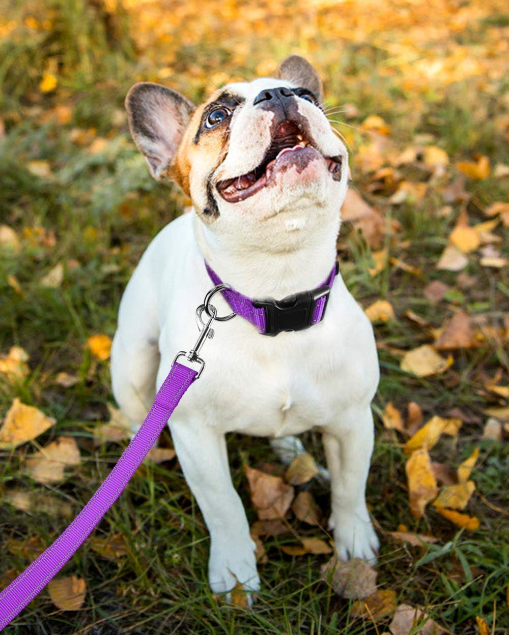 BOOMIBOO reflective dog collar night visibility boosts safety on evening walks.
