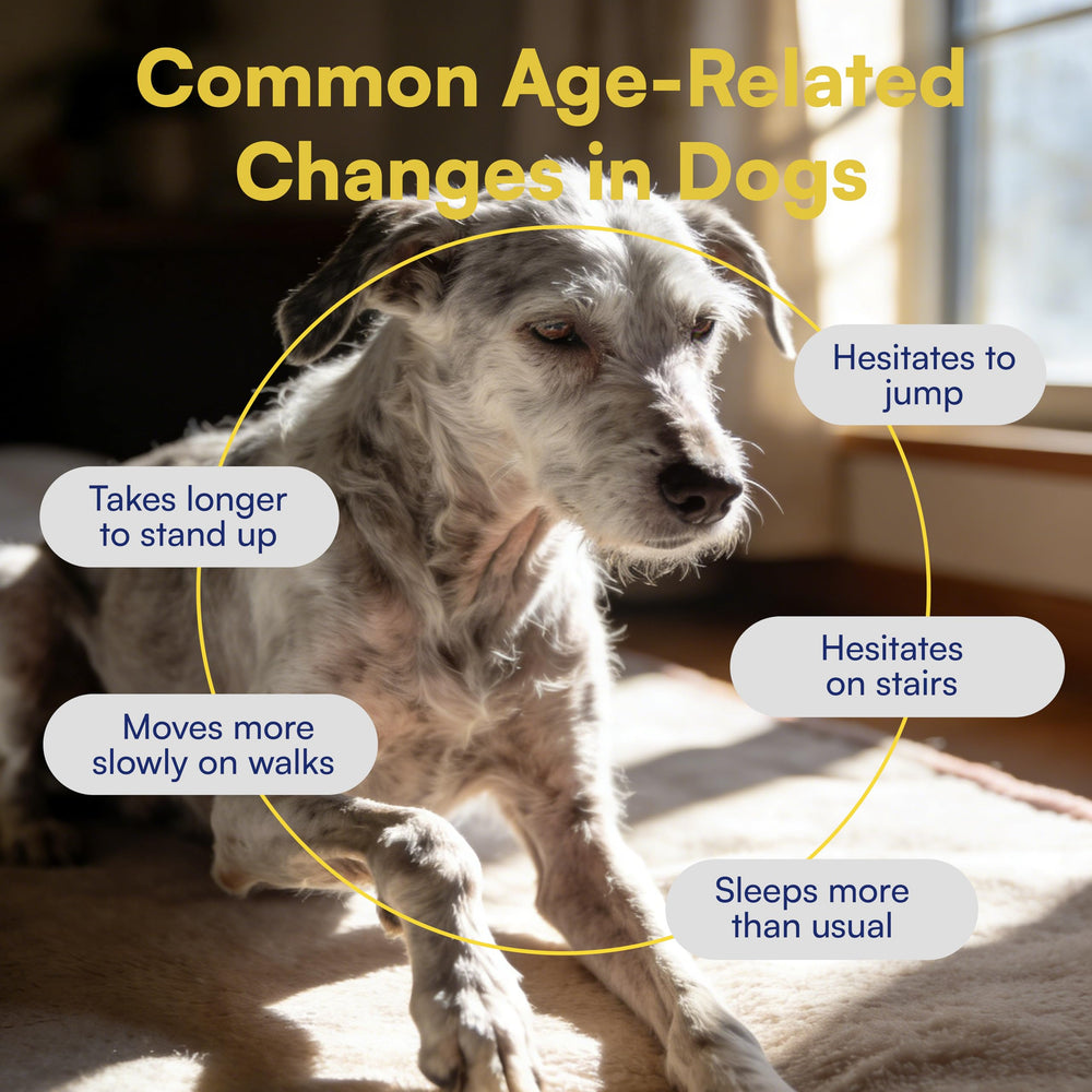 Boops Pets chew texture closeup highlights real chicken flavor for picky eaters