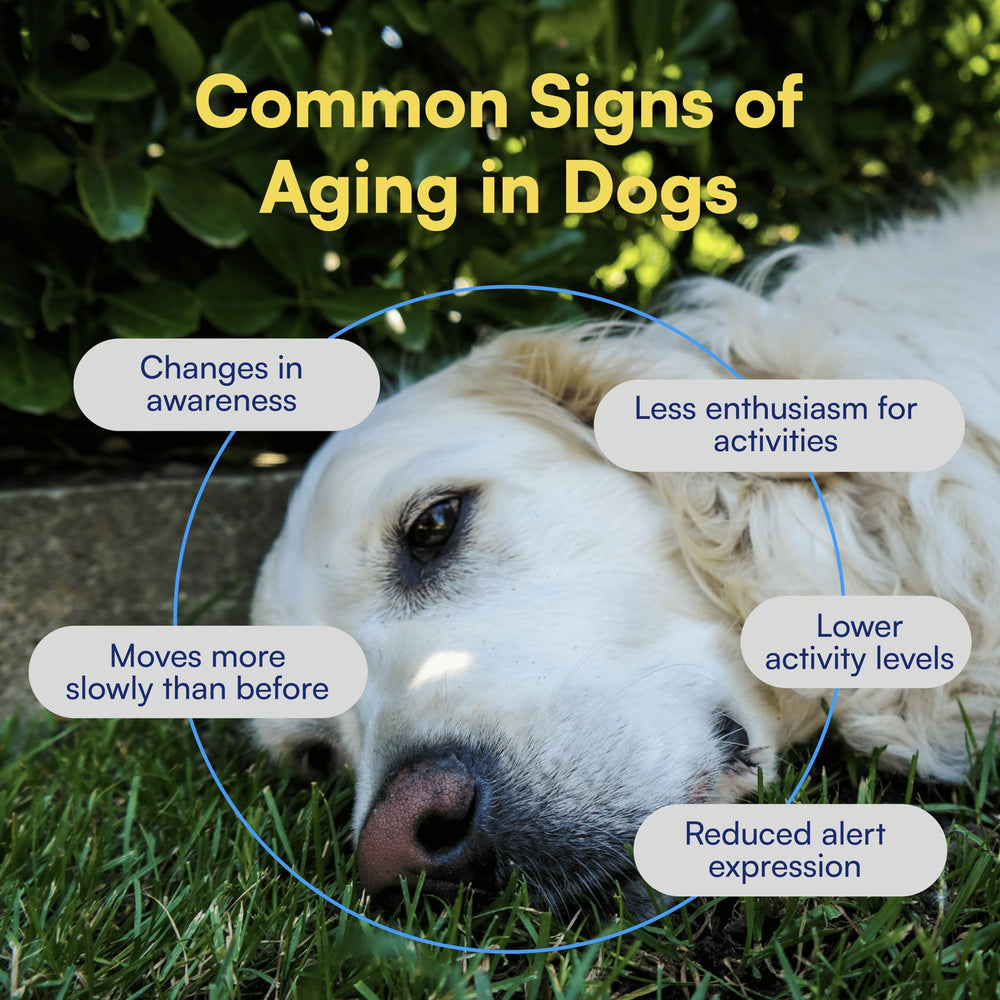 Boops Pets NAD+ precursor energy-boost concept image suggests potential daily vitality for aging dogs.