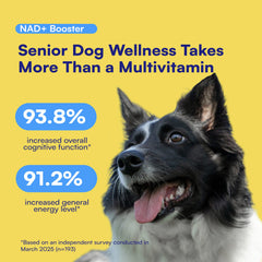 Boops Pets NAD+ precursor soft chews being poured highlights easy daily longevity support for dogs.