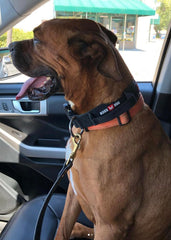 Boss Dog tactical collar black XS adjustment detail enables secure fit.