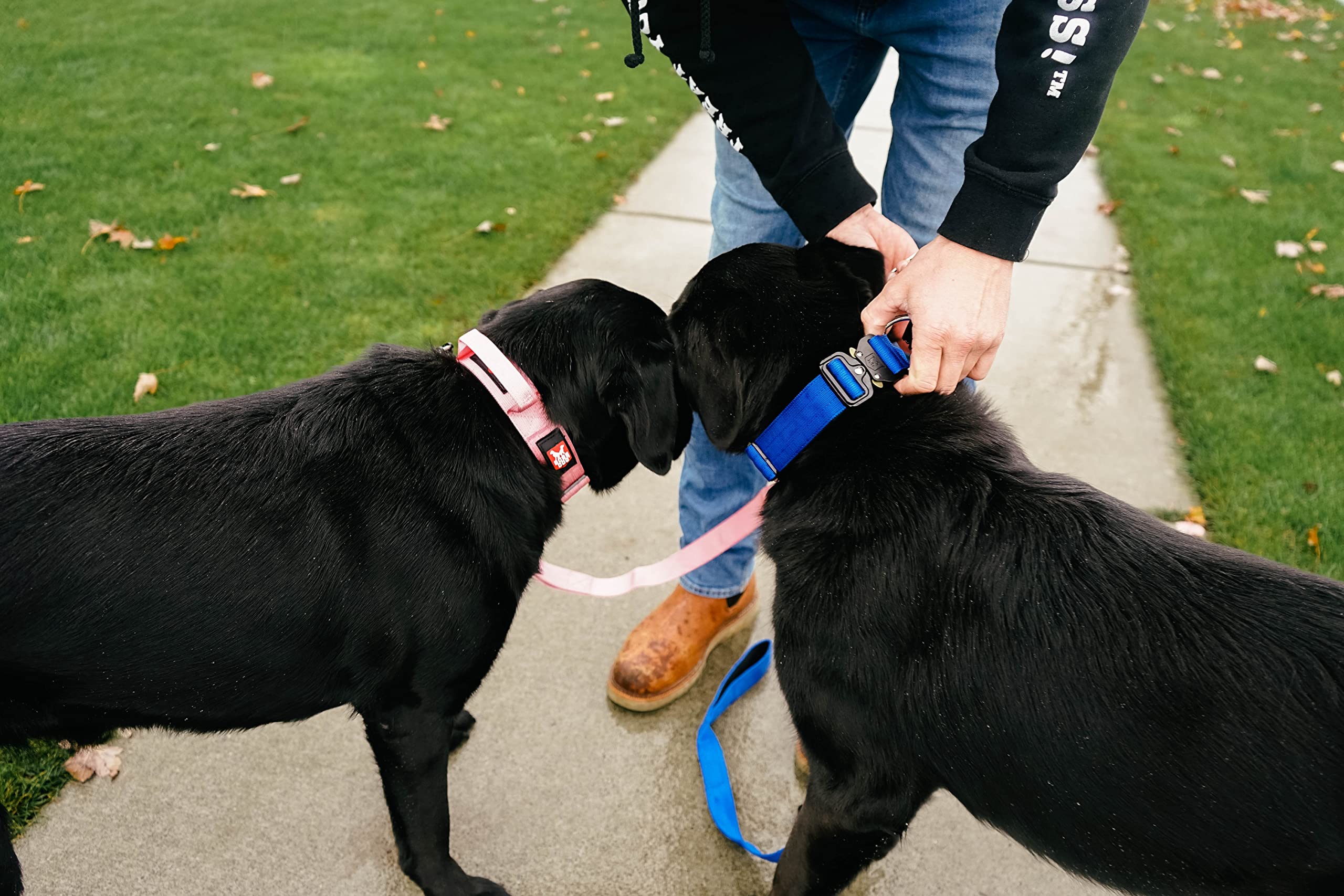 Boss Dog Tactical Collar Blue X-Small D-ring detail highlights secure attachment for training and everyday walks.