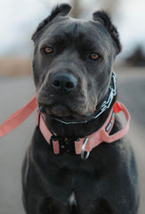 Boss Dog tactical collar pink small side view; secure clip and D-ring for training.