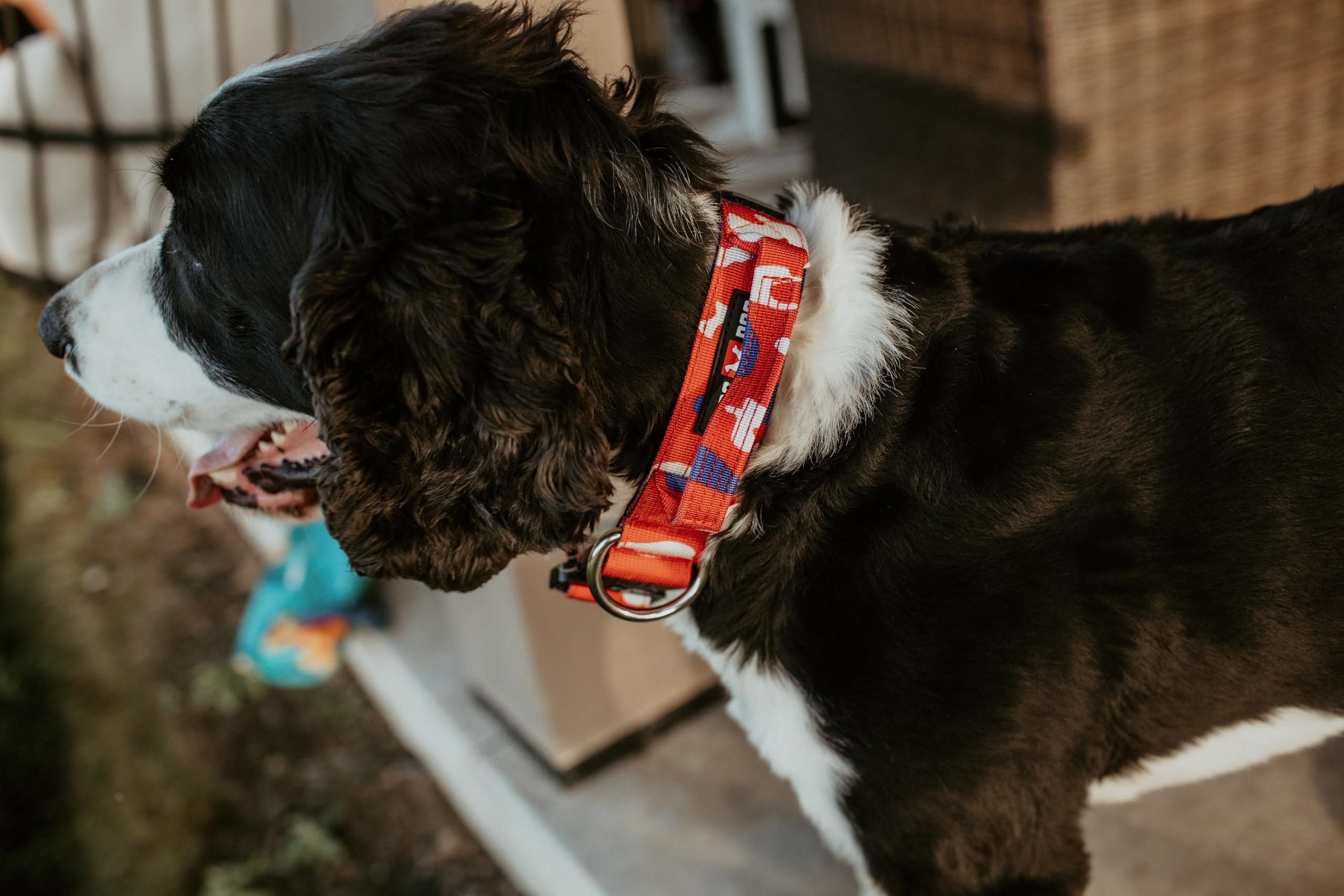 Boss Dog Tactical Collar strap close-up highlights durable nylon and hardware.